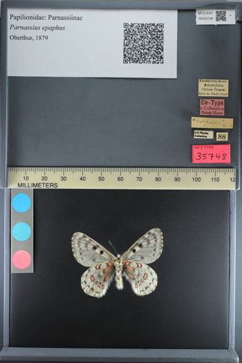 Media type: image;   Entomology 35748